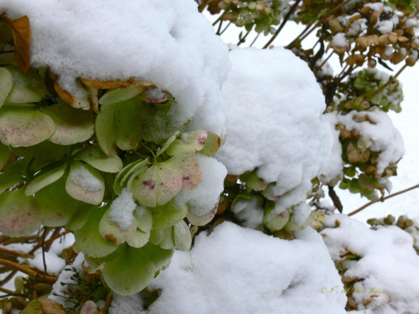 Bois des Moutiers Winterreise (41)